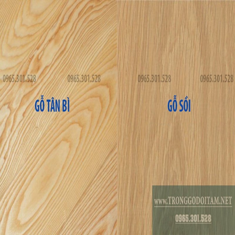 cách phân việt gỗ sồi và gỗ tân bì